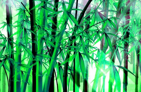 從竹子身上學到的精神