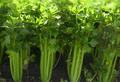 芹菜的六大食療功用