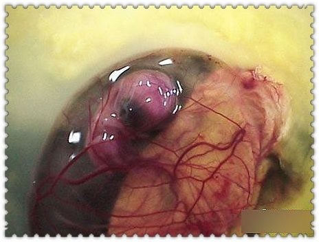 圖說雞蛋的真相——雞蛋為何不能吃