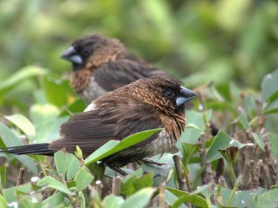 站著被燒焦的鳥