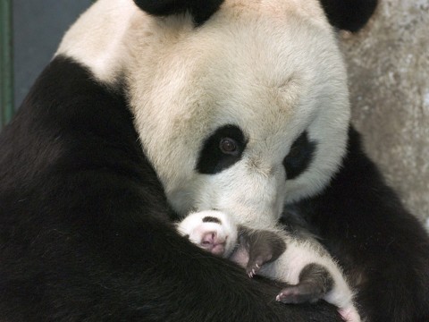 同樣是動物，為何不同命