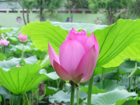 達妄本空，知真本有