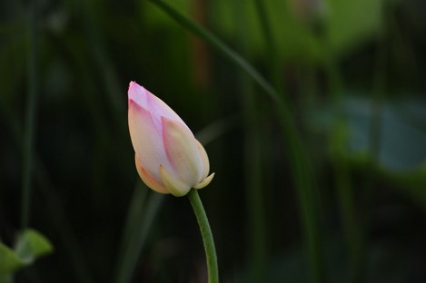為靈魂沐浴