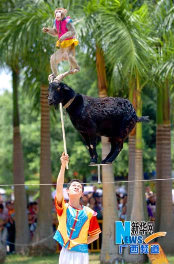 你的一次參與是動物一生的痛苦