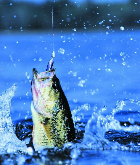 釣魚捉魚的惡報事例