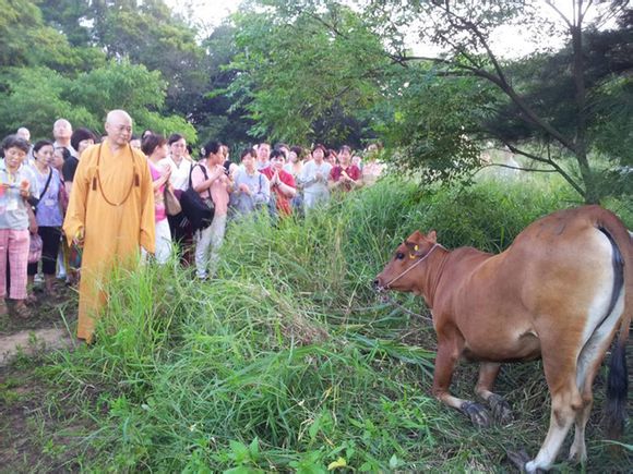 牛為求生流淚下跪 屠夫絕情慘遭惡報