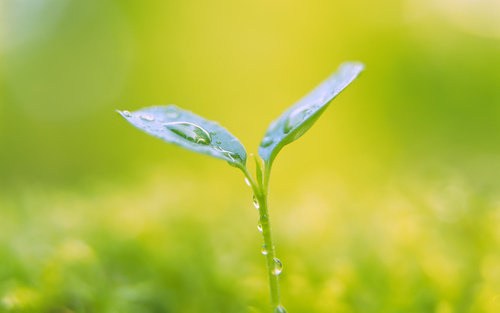 淨土宗發菩提心十種方法