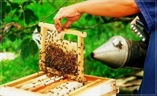素食者能吃蜂蜜嗎