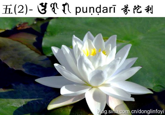 五種佛教的蓮花