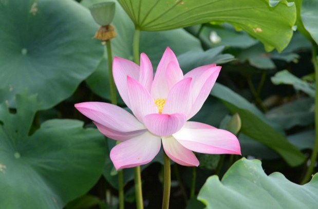 菩提心中的佛號