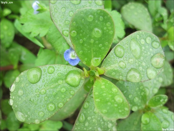 餐桌上4種最不起眼的長壽菜