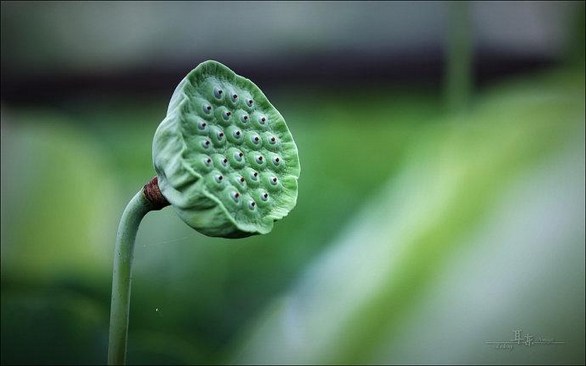 背了二三十年的佛經，究竟叫你幹什麼呢