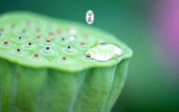 白露節氣的養生方