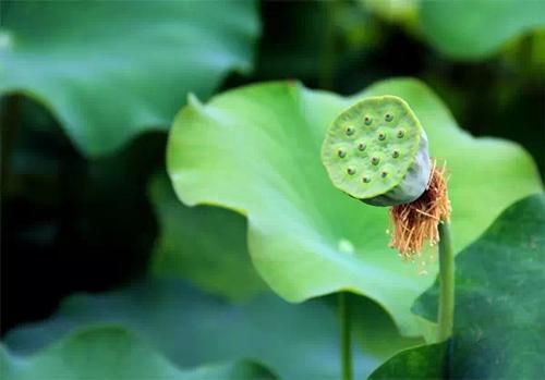 「一日夫妻百日恩」有何含義