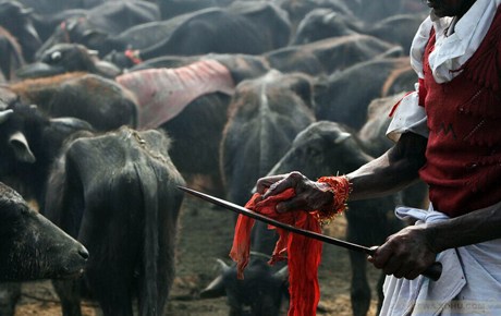 殺食動物來補養身體，這是極其錯誤的