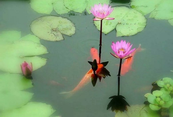 地之穢者多生物，水之清者常無魚