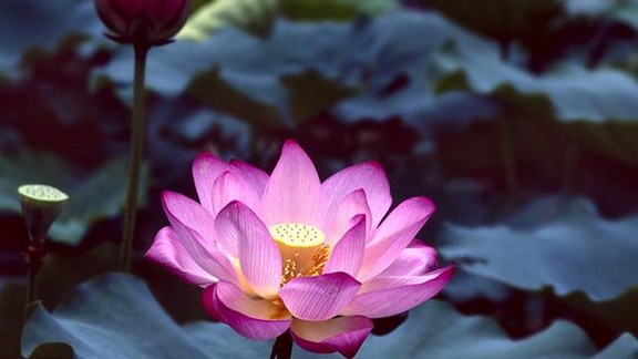 惠能沒伎倆，不斷百思想