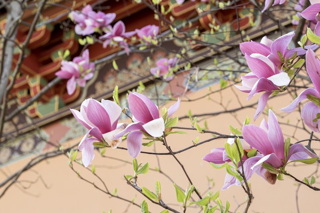 念佛一定要「念茲在茲」