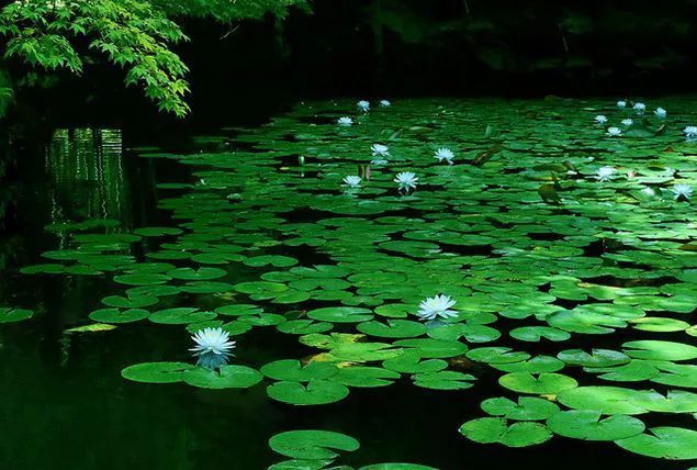 金剛經感應錄：降伏湖神的經師