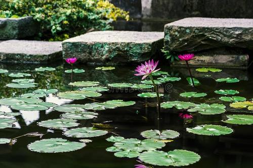 說著蓮邦雨淚垂，閻浮苦處實堪悲