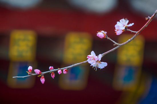 菩提心是建立在責任感，而不是建立在情感