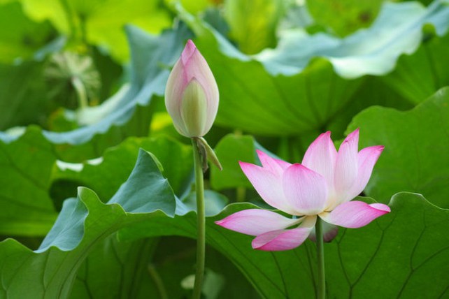 安住空性，發起菩提