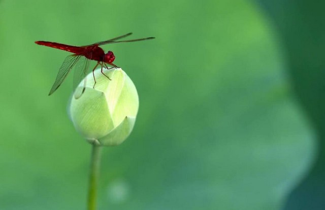 顛倒妄想不除，容易在臨終刺激生死業力