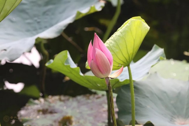 為什麼要修般若波羅蜜