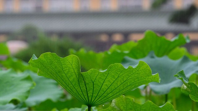 歷代宗門大德開示觀心法要