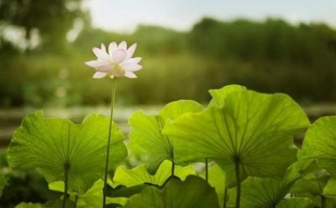 釋迦佛因地修忍辱，舍身飼虎行菩薩道