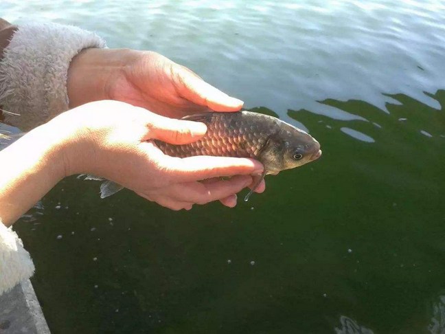 三條會「直立」的魚