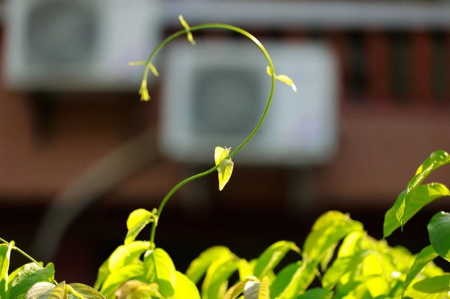 菩提心的發起需要因緣