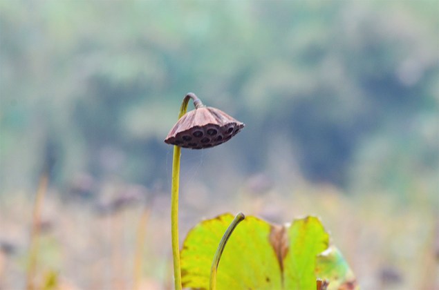 不求生淨土，會產生兩種過失