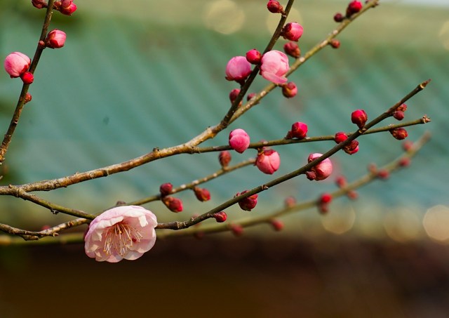 普能嵩禪師淨土詩