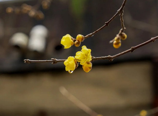 比丘聞花香遭呵斥——香欲的過患