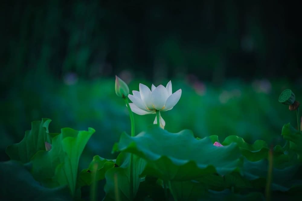 見勝成慢這種大我慢魔如何對治