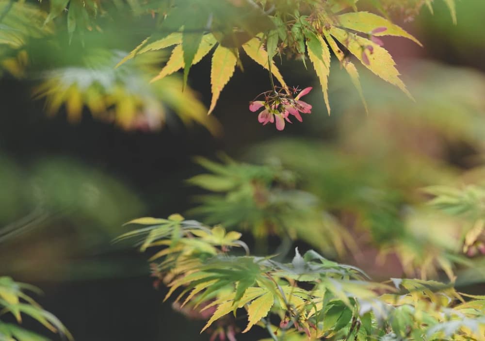 帶業往生必須有條件