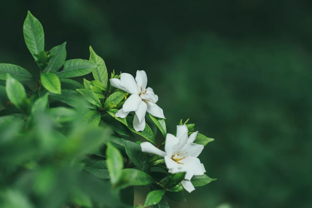 如何讓妄想轉向真如