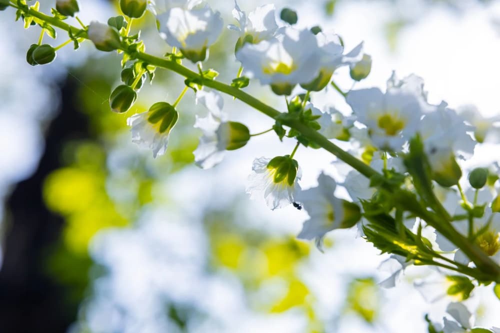 竇氏濟人，高折五枝之桂