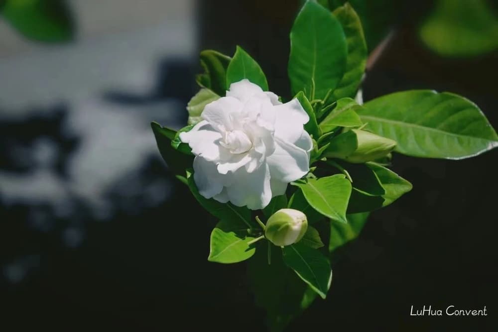 阿難尊者入滅的因緣