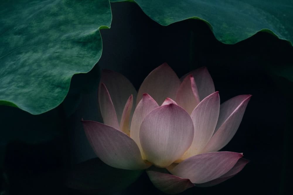 面對別人的謾罵，我們有兩種選擇