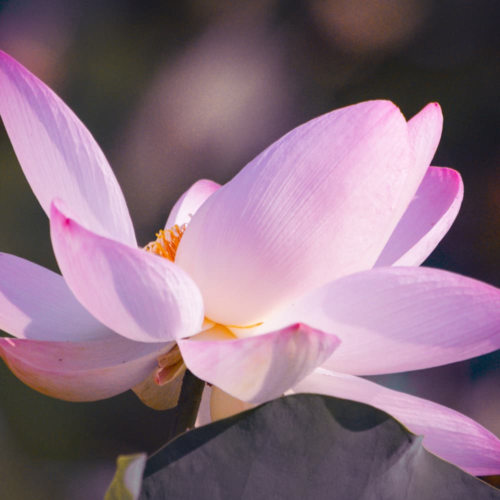 不動才方尊，靜見真如性