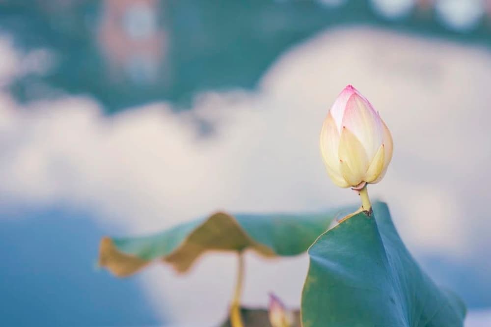 有情的身心：三科