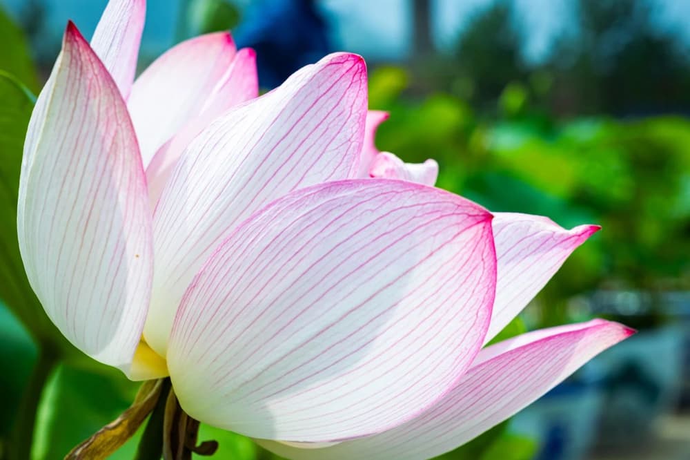 若要成就般若法門，就要具足三觀