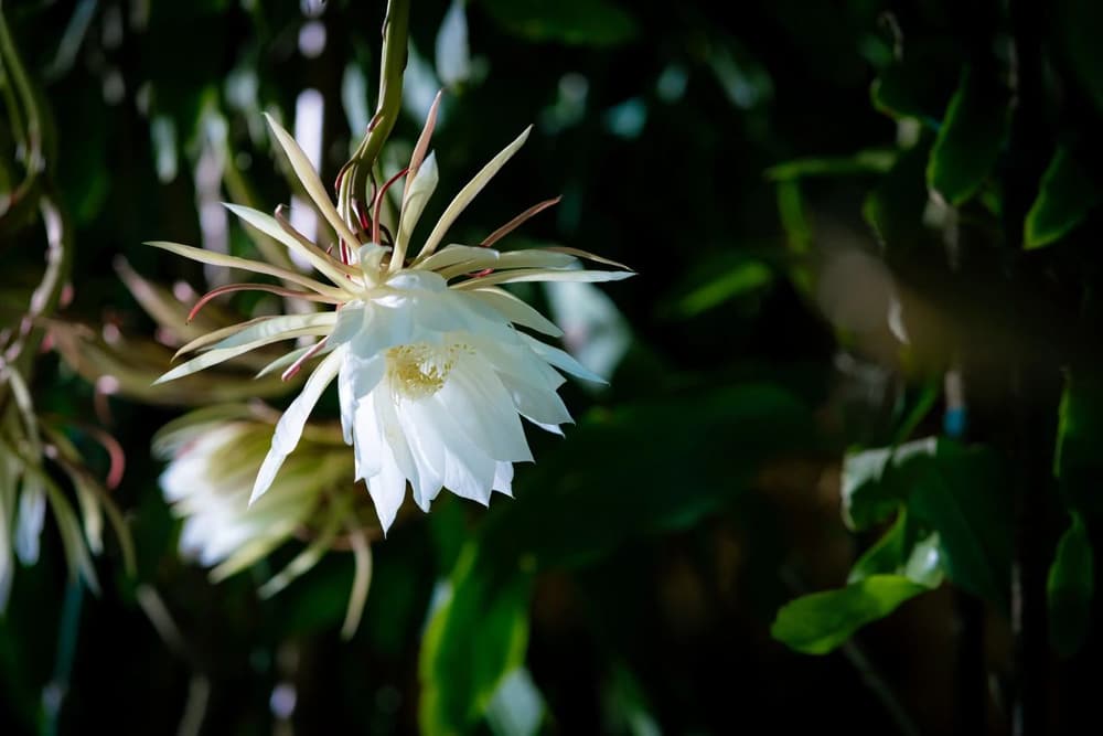 若信願堅固，臨終十念一念，亦決往生