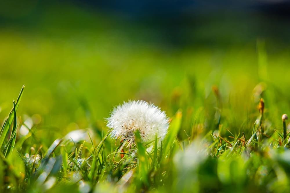 如何能一個人不結婚，心中又不會感覺孤獨