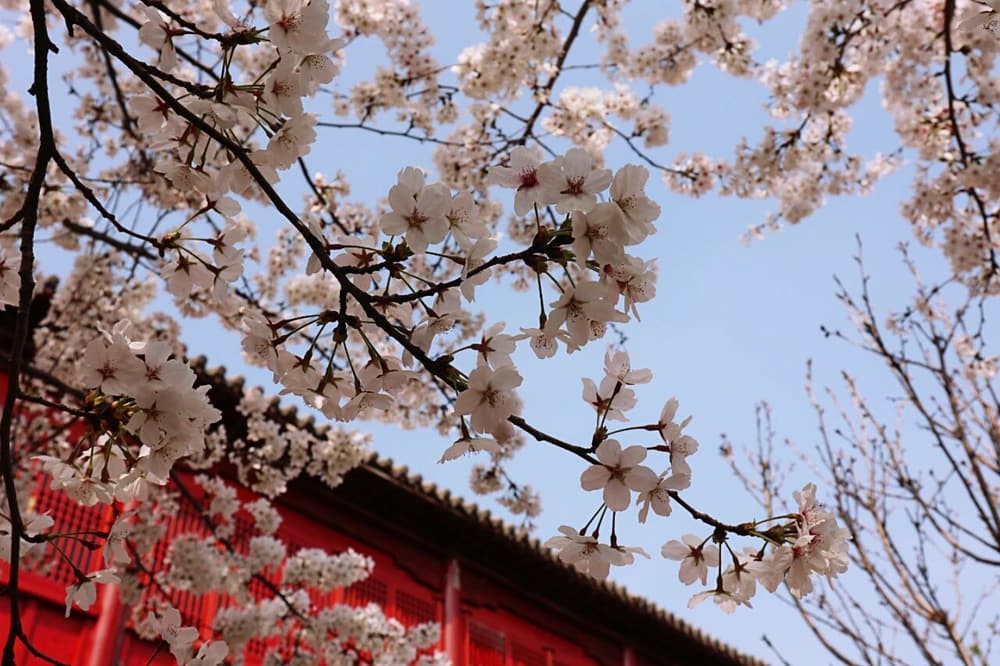 「掉舉」是什麼意思，打坐時需要觀想丹田什麼樣子嗎