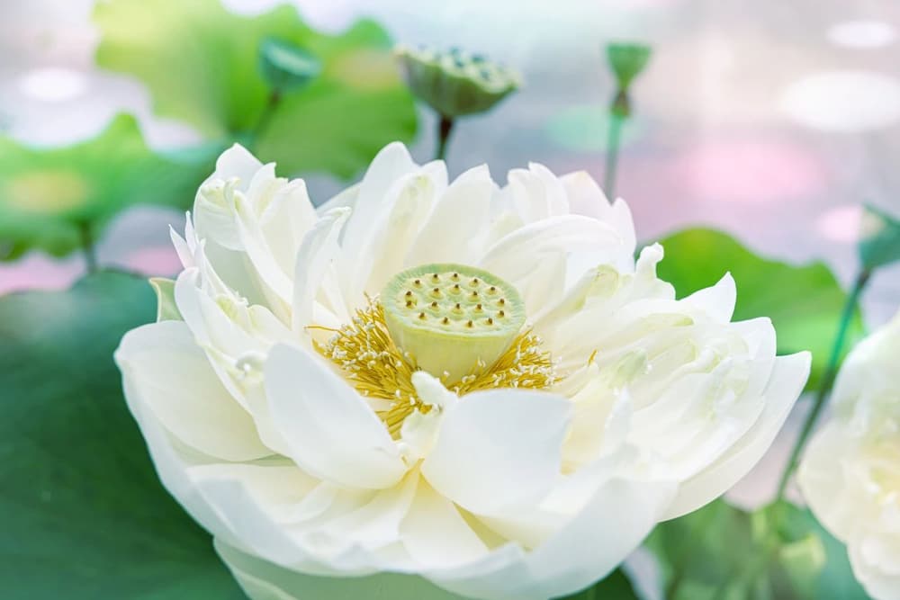 修道要具足三種心，也要防止三種心