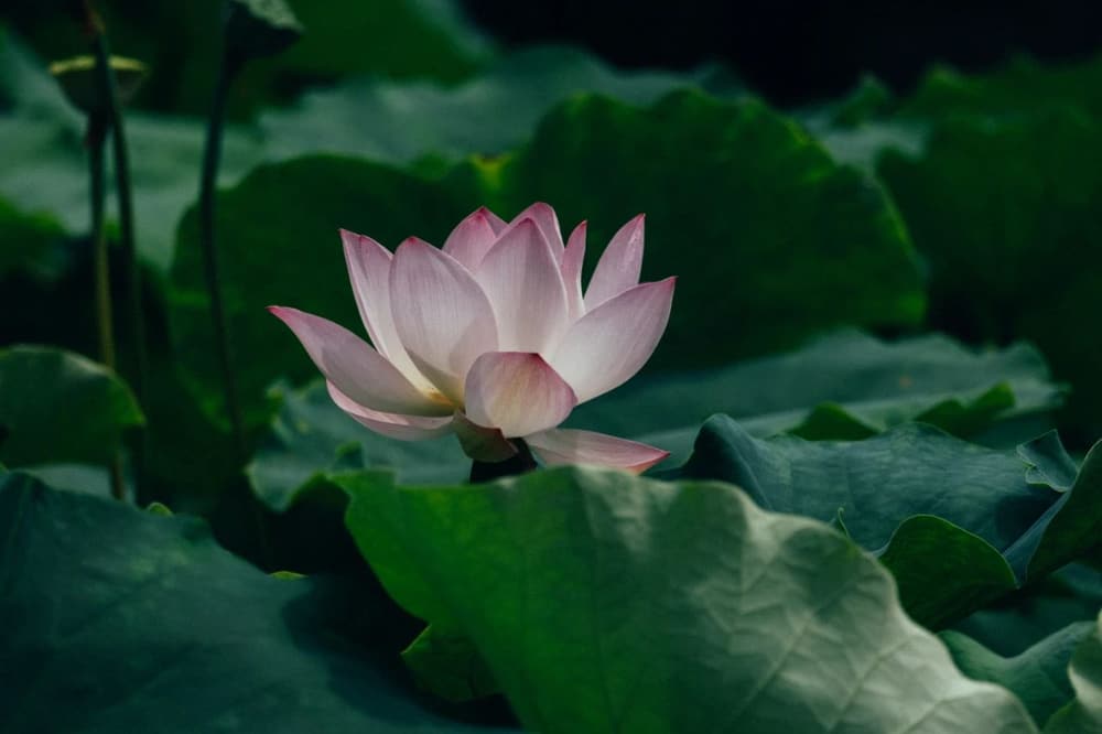 念佛的利益（經文開示匯總）