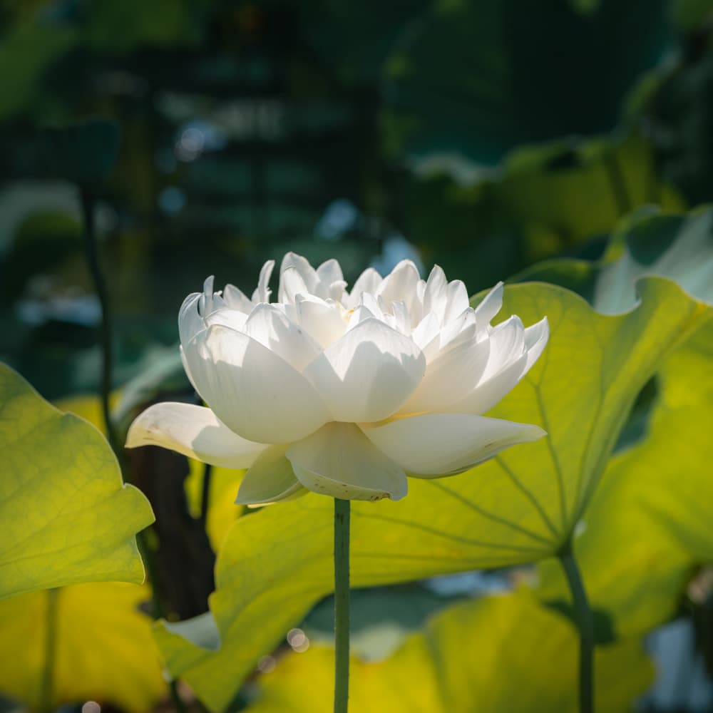 念佛法門殊勝在哪裡